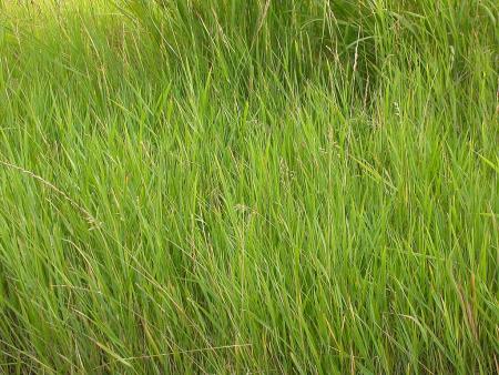 Quackgrass stand