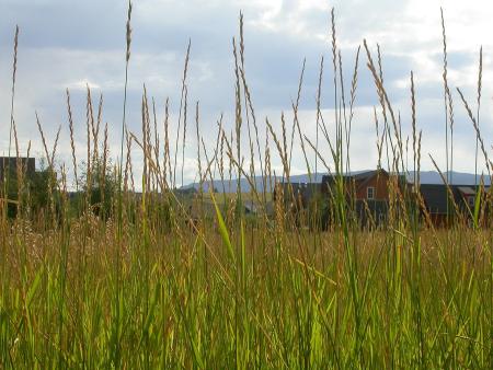 Quackgrass flowers 