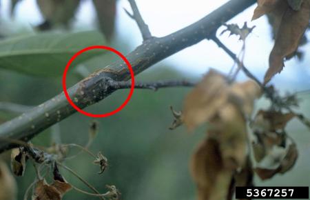 Canker on crabapple branch