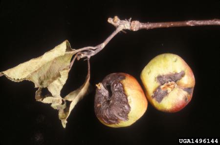 Infected apples with brown and black splotches