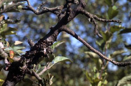 Dead branch beyond swollen canker on pear twig