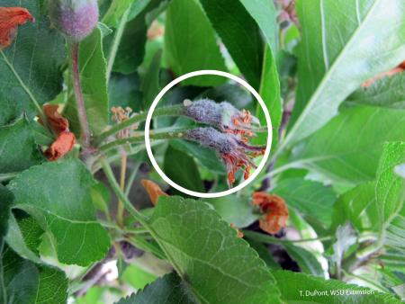 Pale droplets of bacterial ooze leaking from fruit stem