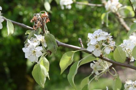 Wilted, dead blossom cluster on flowering pear twig