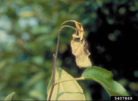 Wilted shoot tip forming the shape of a shepherd’s crook