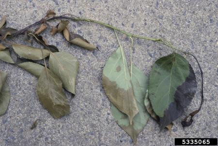 Wilted apple leaves with water-soaked appearance