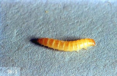 Flour beetle larvae