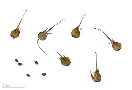 Shiny geranium seed capsules and seeds