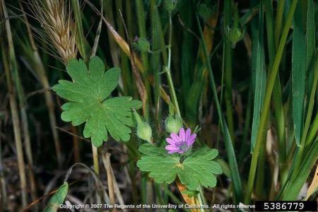 Pink flower with notched petals, lobed leaves