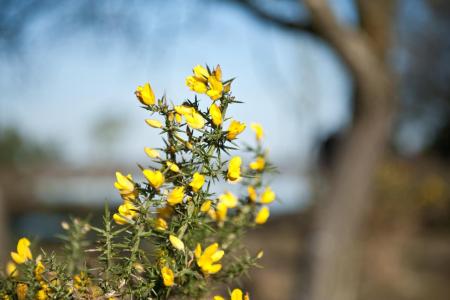 Tallos, hojas, espinas y flores de aulaga