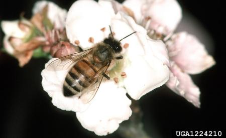 Honey bee on flower