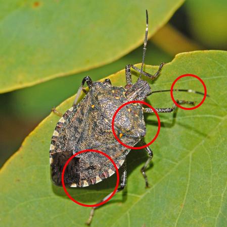 Adult brown marmorated stink bug