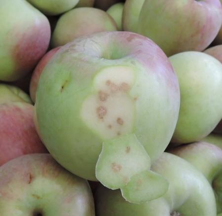 Brown damage on interior of apple