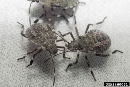 Immature nymphs