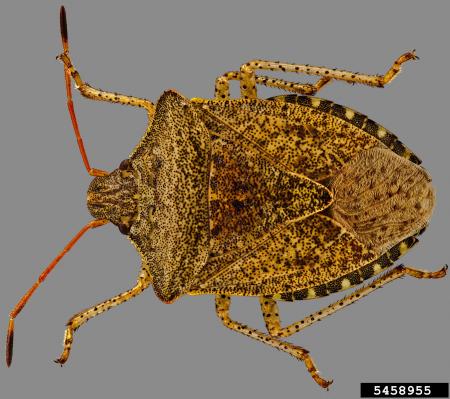 Brown Consperse stink bug