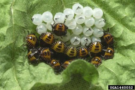 Newly-hatched nymphs