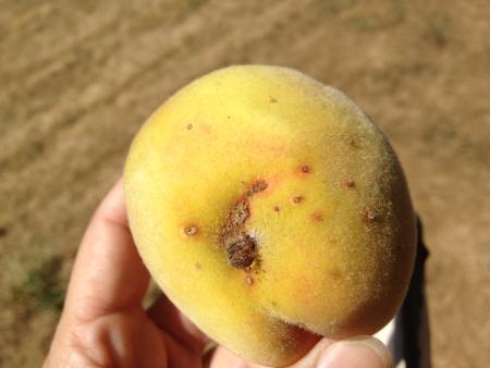 Feeding spots on exterior of peach