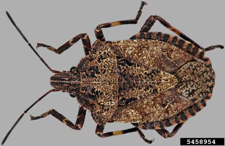 Brown-colored rough stink bug