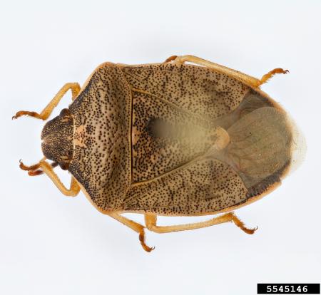 Brown shield bug