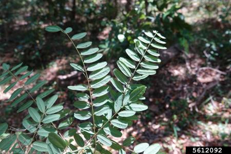 Indigo bush leaves with leaflets