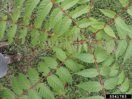 Pinnately compound leaves arranged spirally