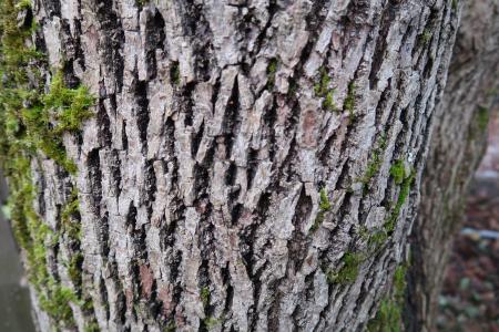Rough bark with diamond-shaped ridges