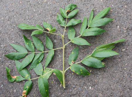 Oregon ash branch with compound leaves