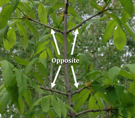 Ash showing opposite branching
