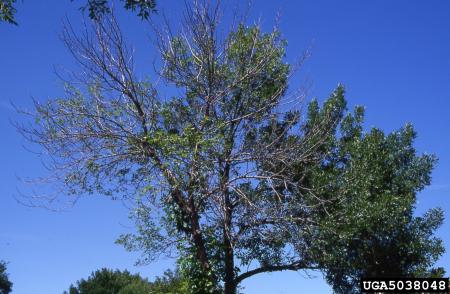Ash tree with dead branches in top of canopy