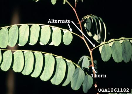 Alternating black locust leaves with thorny branch
