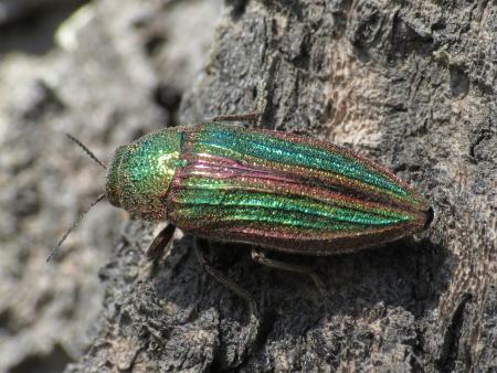 Metallic green beetle with reddish edges around the wing covers