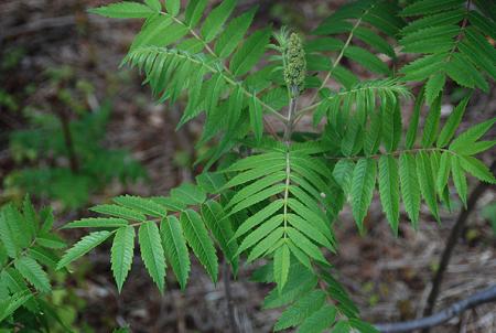 Pinnately compound leaves, leaflets have serrated edges