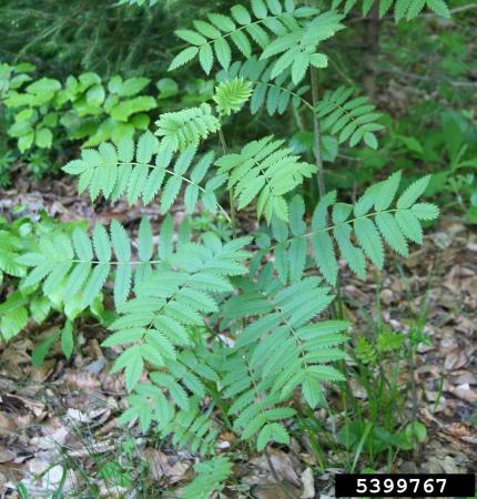 Pinnate leaves spirally arranged