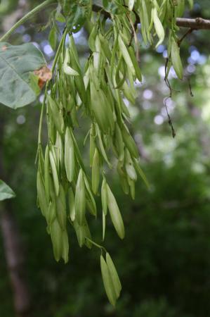 Cluster of narrow green Oregon ash seeds