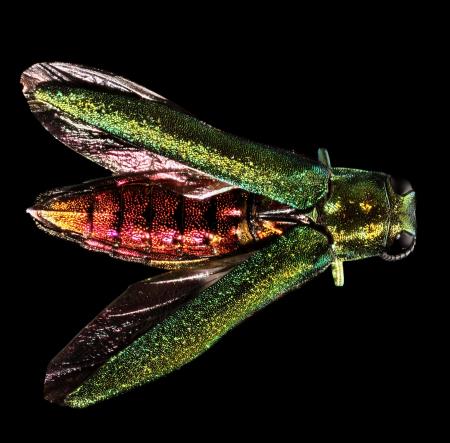 Green borer with wings spread, revealing red body