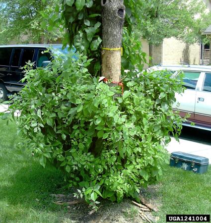 Dense suckers at base of an EAB-damaged ash tree