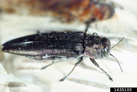 Narrow, dark green beetle