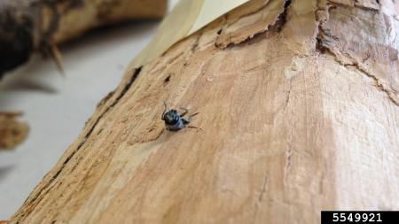 Head of adult emerald ash borer emerging from hole in tree