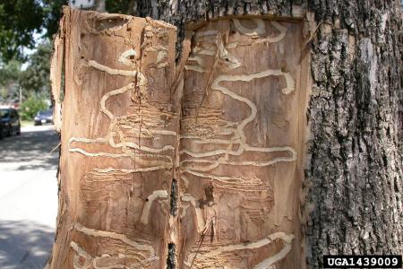 Galleries visible in tree with bark pulled away