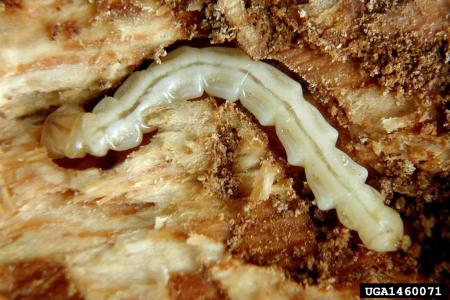 Emerald ash borer larvae in tree bark
