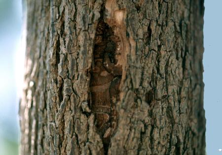 Split in bark of ash tree