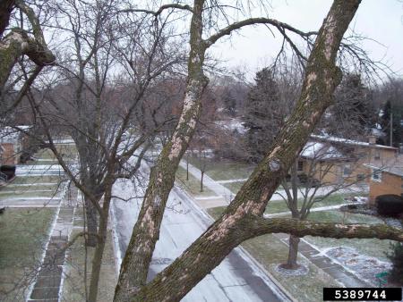 Woodpecker damage on branches of EAB-infested ash tree