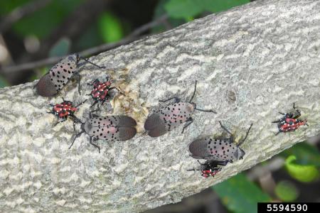 Group of adult and juvenile spotted lanternflies clustered on bark