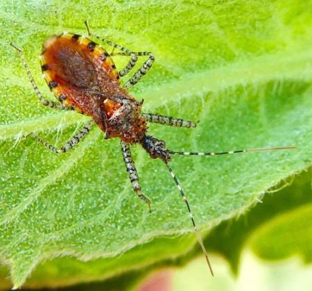 Red bug with black and white marks around edge of body