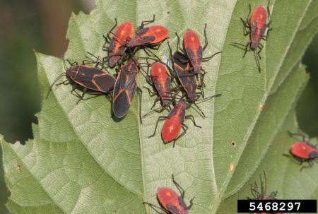 Black and red adult and nymph boxelder bugs on a leaf