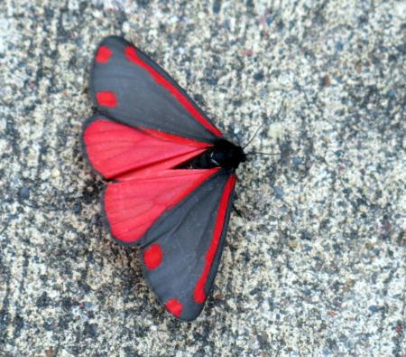 Moth with red hindwings, and black forewings with red spots
