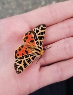 Moth on hand, with bold black markings on red and tan wings