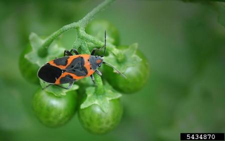 Bug with bold black and red markings, sitting on berries