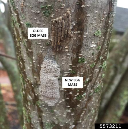 Old (top) and new (bottom) spotted lanternfly eggs on tree bark