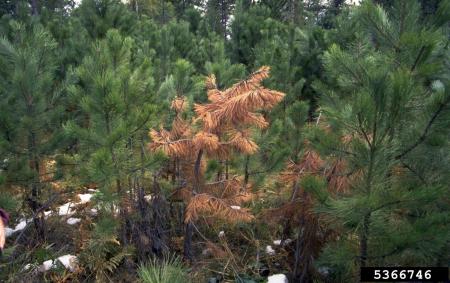 Young ponderosa pine trees (Pinus ponderosa) dying from infection with armillaria root rot