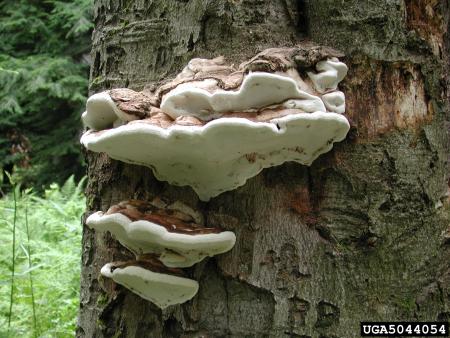 Large fungus growing from trunk of tree